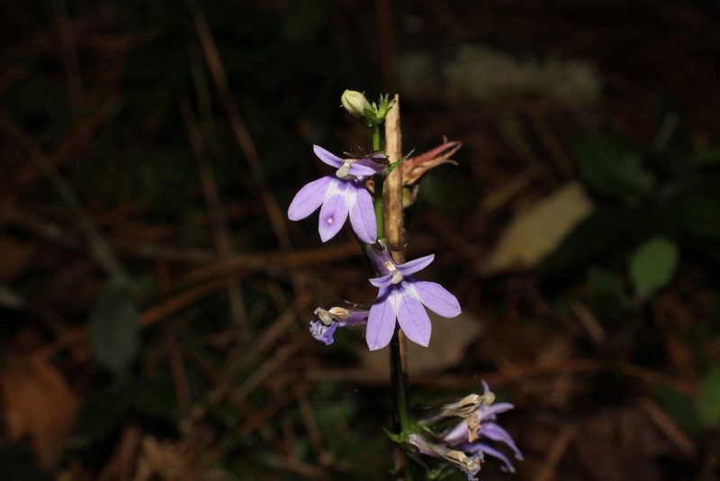 Lobelia puberula, photographed by Reid Hardin
