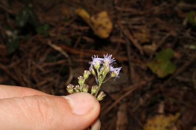 Conoclinium coelestinum, photographed by Reid Hardin