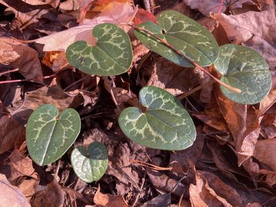 Asarum shuttleworthii, photographed by Hill Craddock