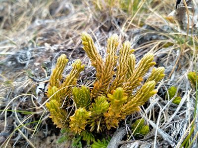 Huperzia australiana, photographed by John Barkla