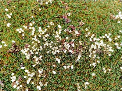 Donatia novae-zelandiae, photographed by John Barkla