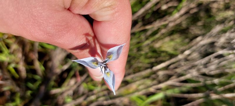 Moraea mutila, photographed by sharndreheuvel