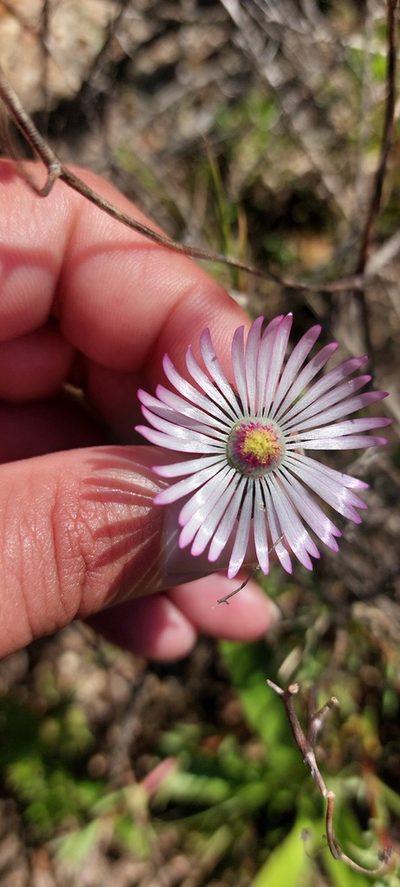 Lampranthus scaber, photographed by sharndreheuvel