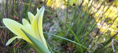 Gladiolus trichonemifolius, photographed by sharndreheuvel