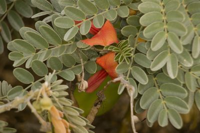 Sesbania tomentosa, photographed by Kevin Faccenda