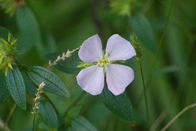 Pterolepis glomerata, photographed by Kevin Faccenda