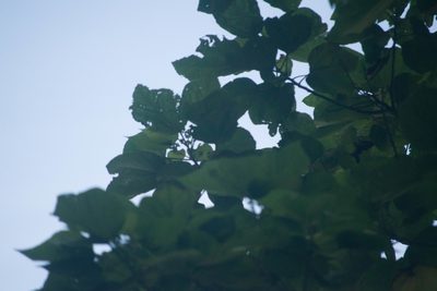 Heliocarpus americanus, photographed by Kevin Faccenda