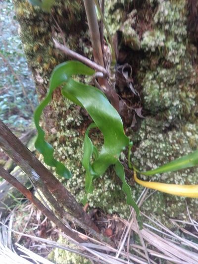 Ophioderma falcatum, photographed by Kevin Faccenda