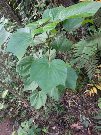 Heliocarpus americanus, photographed by Kevin Faccenda
