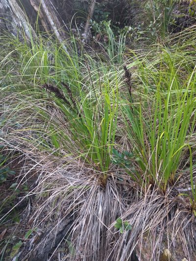 Gahnia beecheyi, photographed by Kevin Faccenda