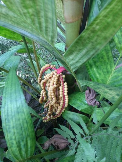 Pinanga coronata, photographed by Kevin Faccenda