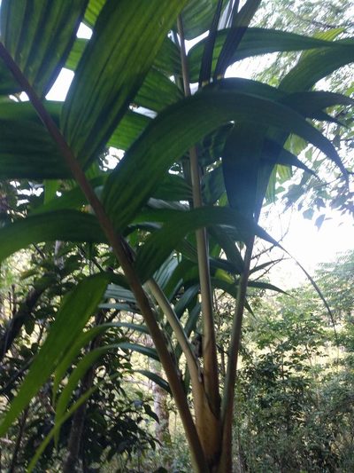 Pinanga coronata, photographed by Kevin Faccenda