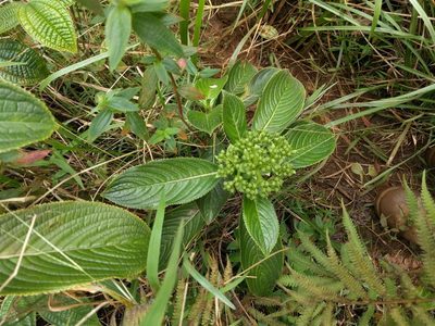 Hydrangea arguta, photographed by Kevin Faccenda