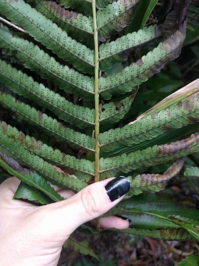 Menisciopsis cyatheoides, photographed by Kevin Faccenda