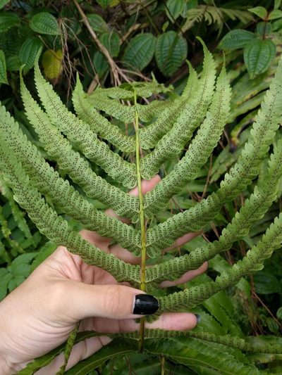 Menisciopsis cyatheoides, photographed by Kevin Faccenda