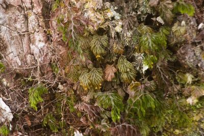 Hymenophyllum obtusum, photographed by Kevin Faccenda