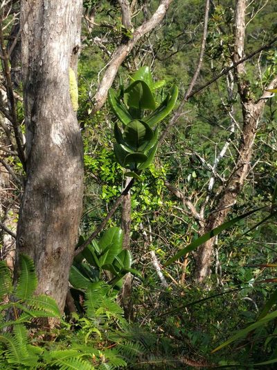 Melicope rotundifolia, photographed by Kevin Faccenda