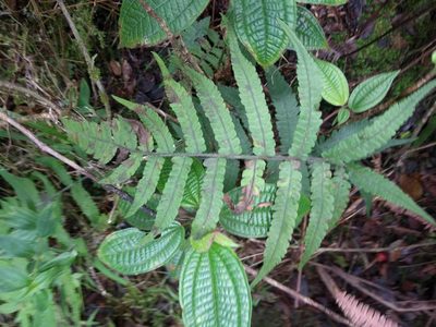 Deparia petersenii, photographed by Kevin Faccenda