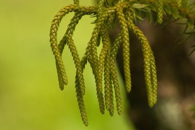 Phlegmariurus phyllanthus, photographed by Kevin Faccenda