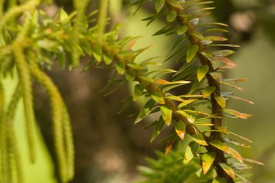 Phlegmariurus phyllanthus, photographed by Kevin Faccenda