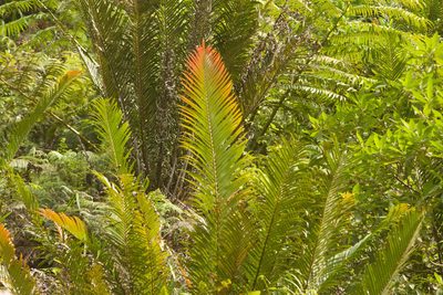 Blechnopsis orientalis, photographed by Kevin Faccenda