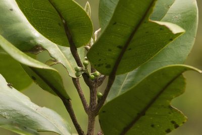 Melicope hosakae, photographed by Kevin Faccenda