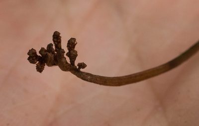 Microschizaea robusta, photographed by Kevin Faccenda