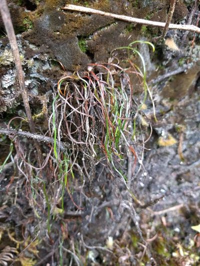 Microschizaea robusta, photographed by Kevin Faccenda