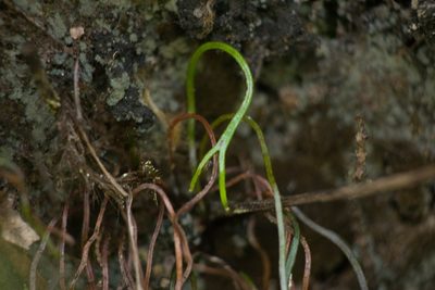Microschizaea robusta, photographed by Kevin Faccenda