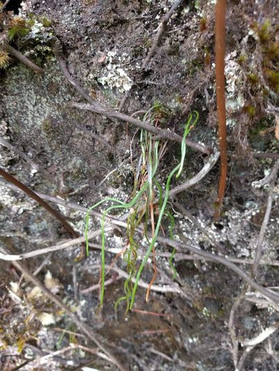 Microschizaea robusta, photographed by Kevin Faccenda
