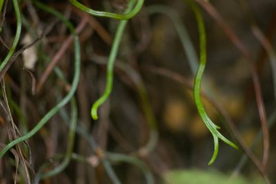 Microschizaea robusta, photographed by Kevin Faccenda