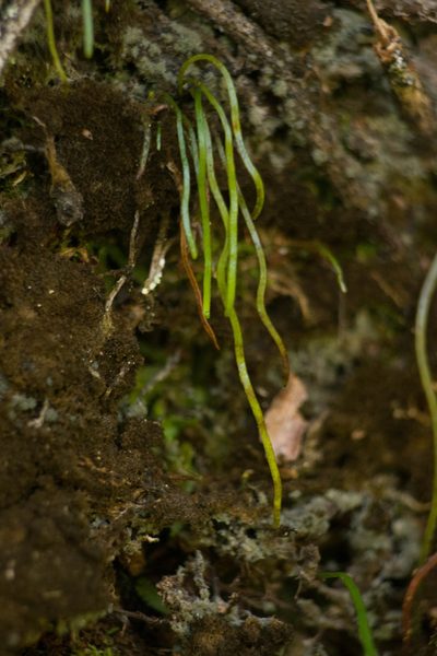 Microschizaea robusta, photographed by Kevin Faccenda