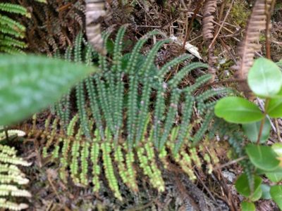 Sadleria squarrosa, photographed by Kevin Faccenda