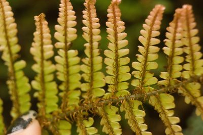 Sadleria squarrosa, photographed by Kevin Faccenda