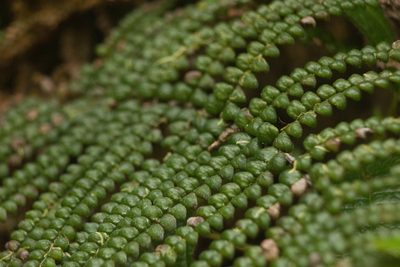 Sadleria squarrosa, photographed by Kevin Faccenda