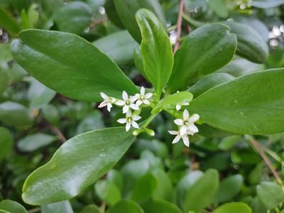 Lumnitzera racemosa, photographed by Rongrong Angkaew