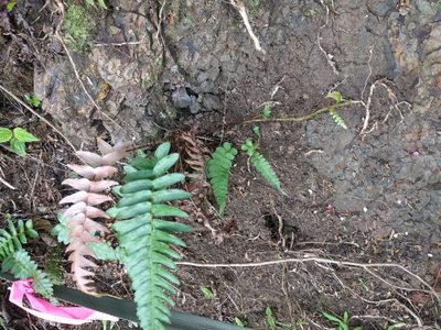 Blechnum appendiculatum, photographed by Kevin Faccenda