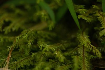 Plagiochila deflexa, photographed by Kevin Faccenda