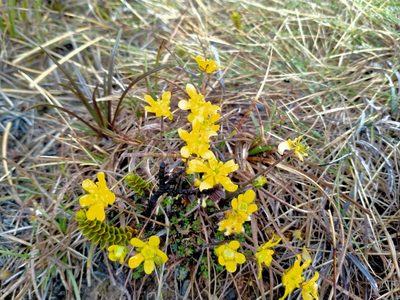 Ranunculus gracilipes, photographed by John Barkla