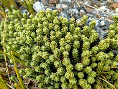 Forstera sedifolia, photographed by John Barkla