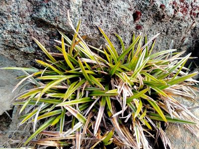 Astelia linearis, photographed by John Barkla