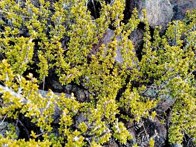 Coprosma fowerakeri, photographed by John Barkla