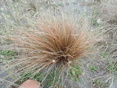 Carex testacea, photographed by Arnim Littek
