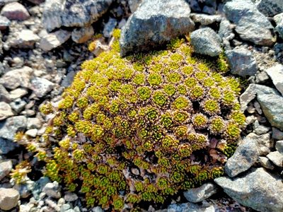 Hectorella caespitosa, photographed by John Barkla
