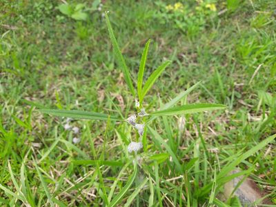 Caesulia axillaris, photographed by মহা বিদ্রোহী BUT রণ ক্লান্ত