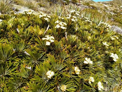 Aciphylla crosby-smithii, photographed by John Barkla