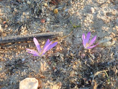 Colchicum filifolium, photographed by Duarte Frade
