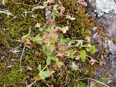Trifolium suffocatum, photographed by Alice Shanks
