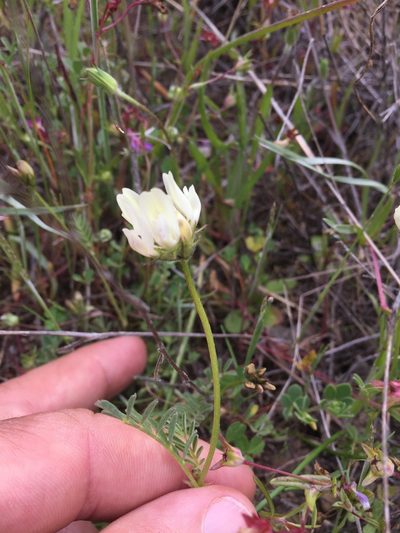Astragalus breweri, photographed by Scott Loarie