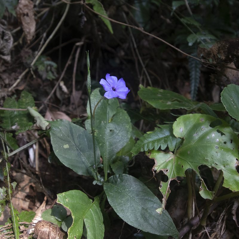 Eranthemum capense, photographed by Paulmathi Vinod